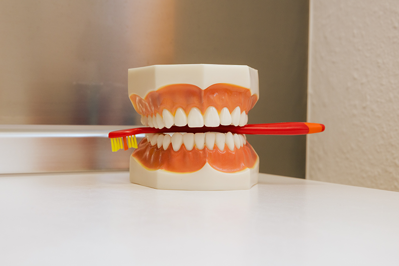 Zahnmodell mit eingelegter Zahnbürste zwischen den Zähnen.